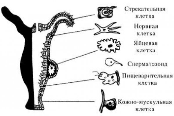 Gidra магазин